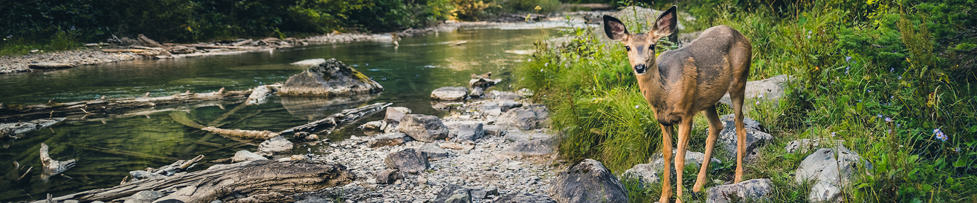 Nature-based solutions 