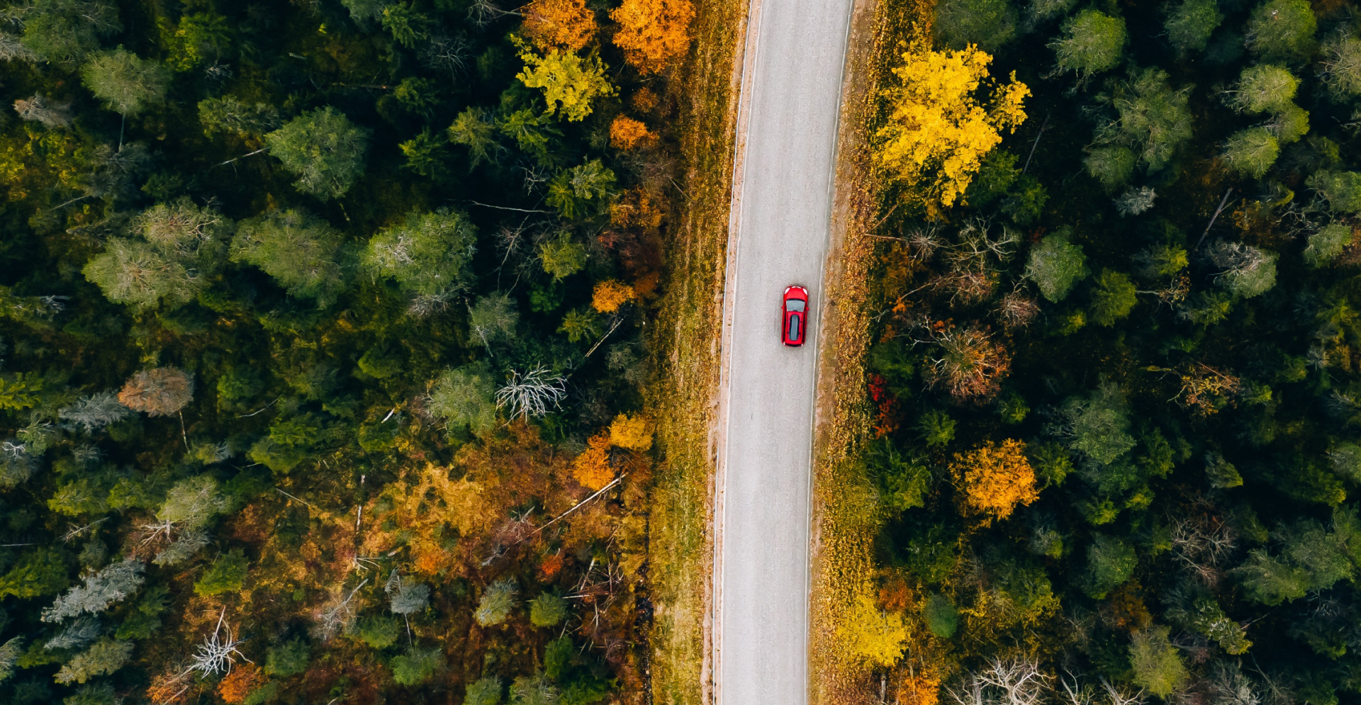 The Million-Pound Tree. Should nature’s benefits come for free? 