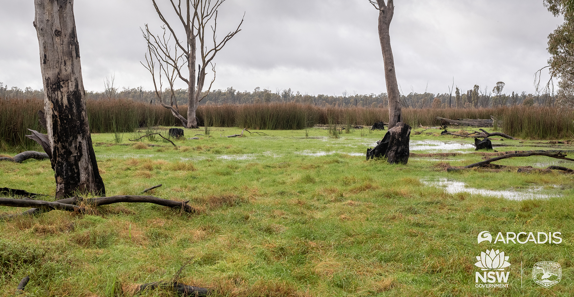 Murray river restoration programs
