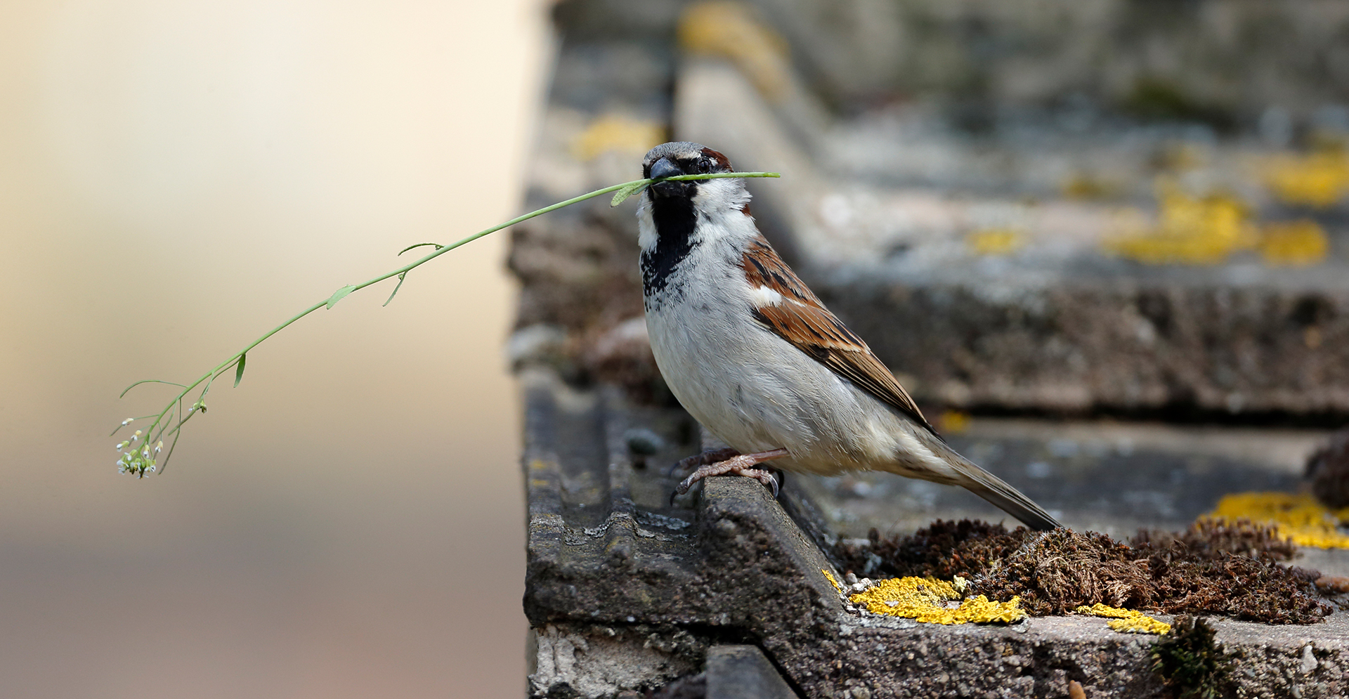 Een mus zittend op een dakrand met een takje in zijn bek.